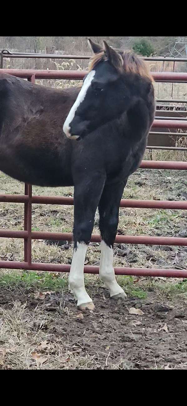 2-front-white-socks-horse