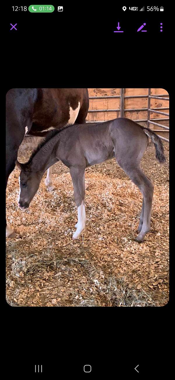 all-around-paint-horse