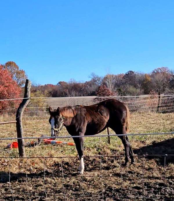 gorgeous-mover-paint-horse