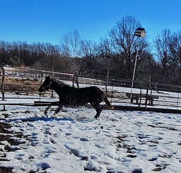 barrel-paint-horse