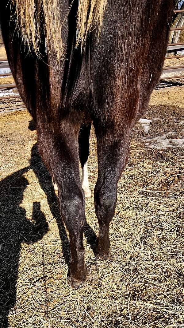 gorgeous-mover-paint-horse