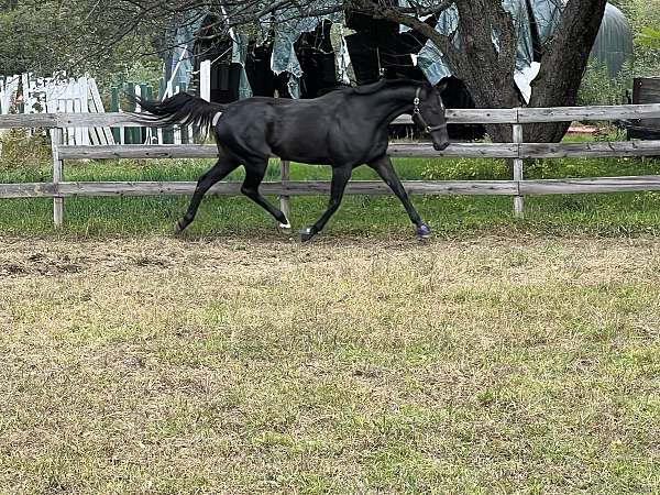 thoroughbred-horse-for-sale