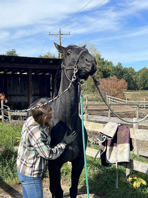 barrel-racing-mare