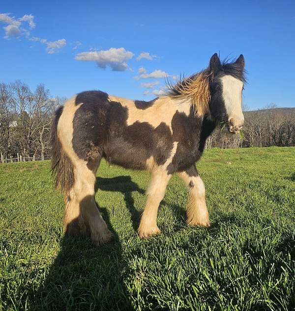 tobiano-draft-flashy-horse