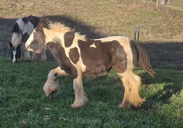 tobiano-filly-foal