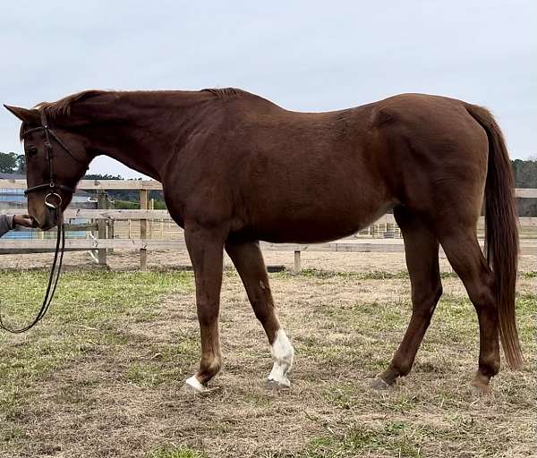 chestnut-rpsi-broodmare