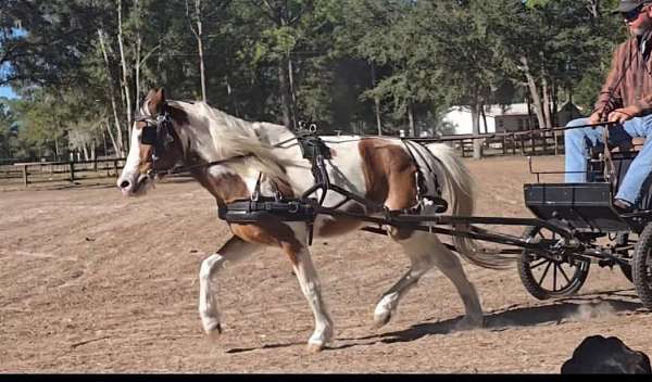 shetland-pony-gelding