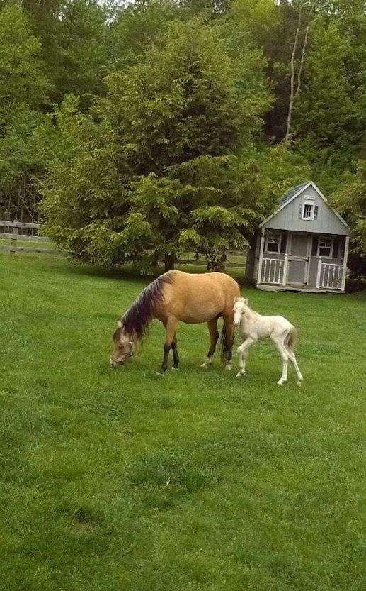 cremello-shetland-pony-colt