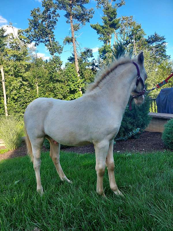 colt-shetland-pony