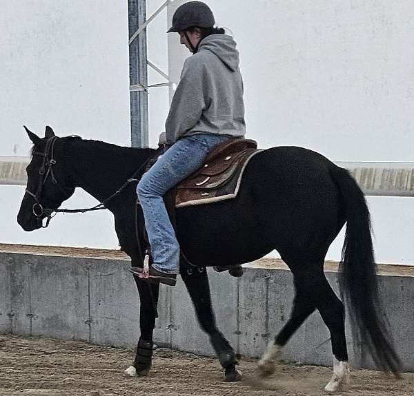 foundation-started-under-saddle-quarter-horse