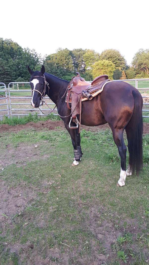 black-foundation-started-under-saddle-horse