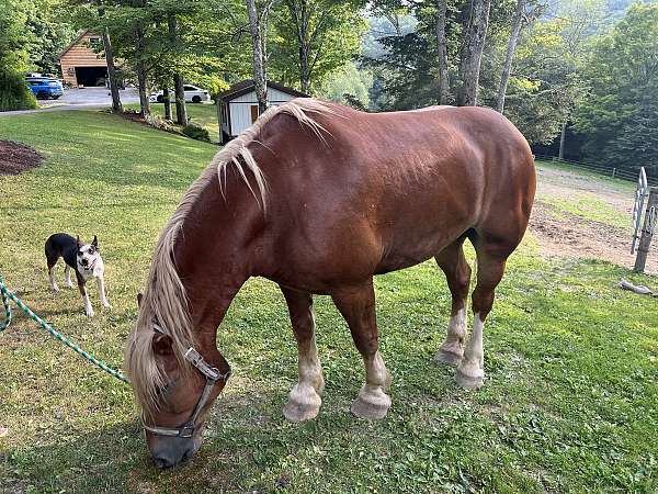 trail-riding-belgian-pony