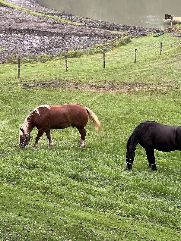 western-riding-belgian-pony