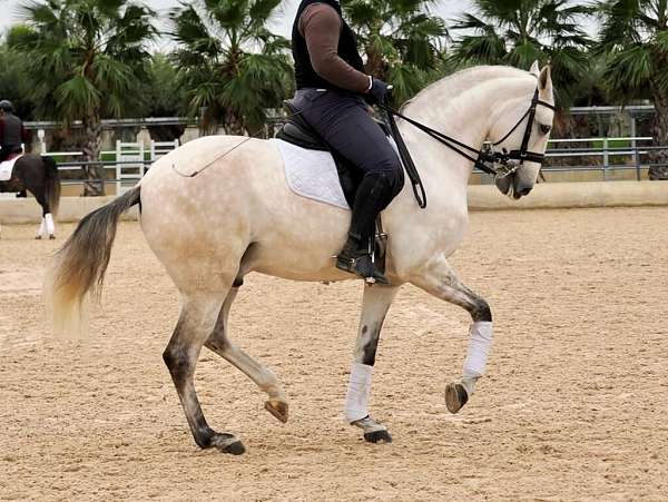 lusitano-horse