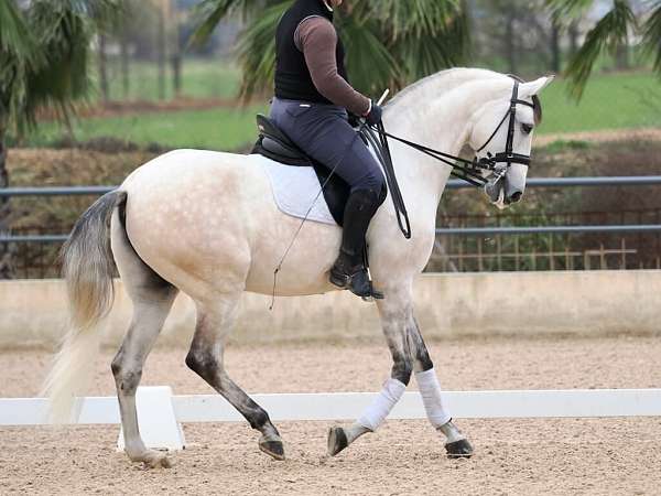 stallion-lusitano-horse