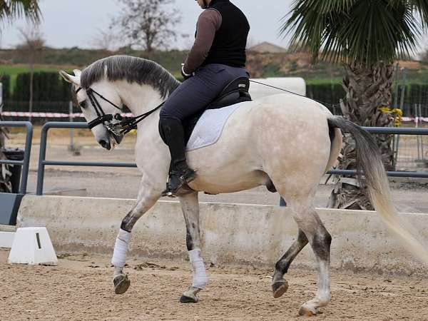 grey-lusitano-horse