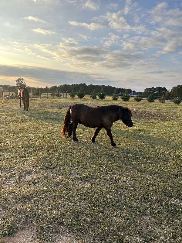 black-lesson-trail-pony