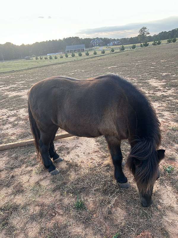 pony-gelding