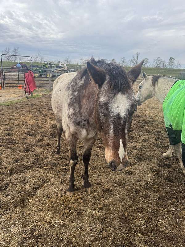 appaloosa-horse-for-sale