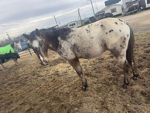 appaloosa-gelding