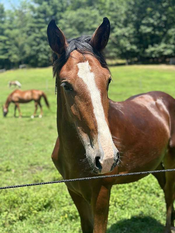 andalusian-clydesdale-horse