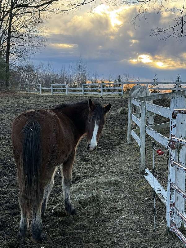 andalusian-clydesdale-horse