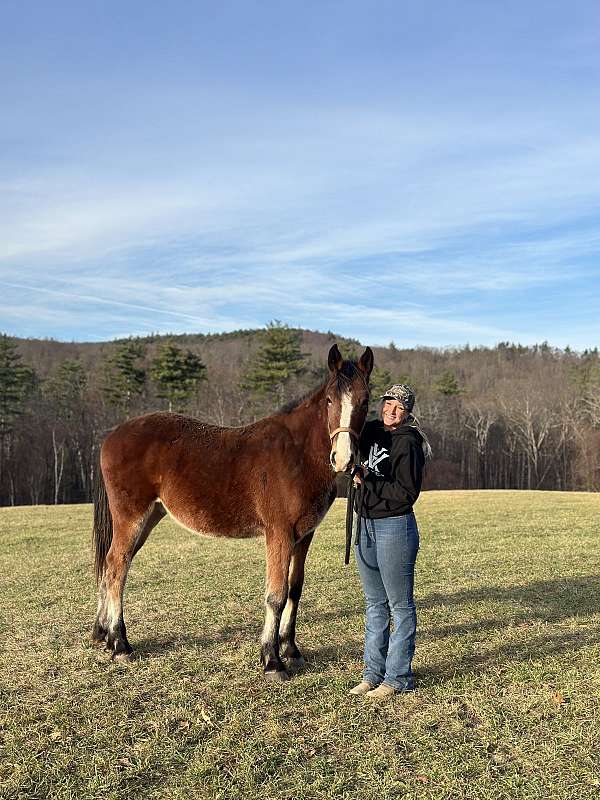 andalusian-clydesdale-gelding