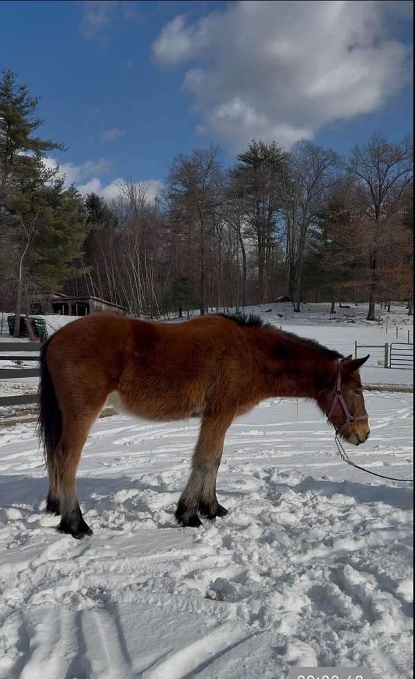 andalusian-clydesdale-horse-for-sale