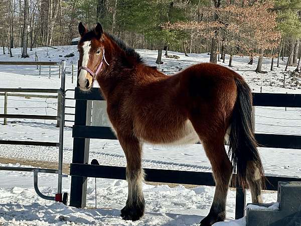 andalusian-clydesdale-gelding