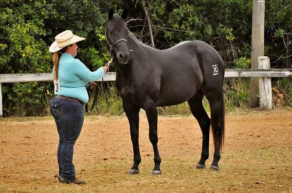 black-no-but-is-branded-horse