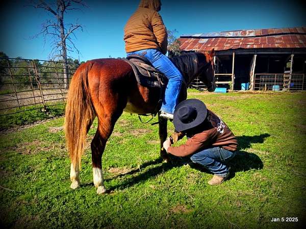 family-quarter-horse