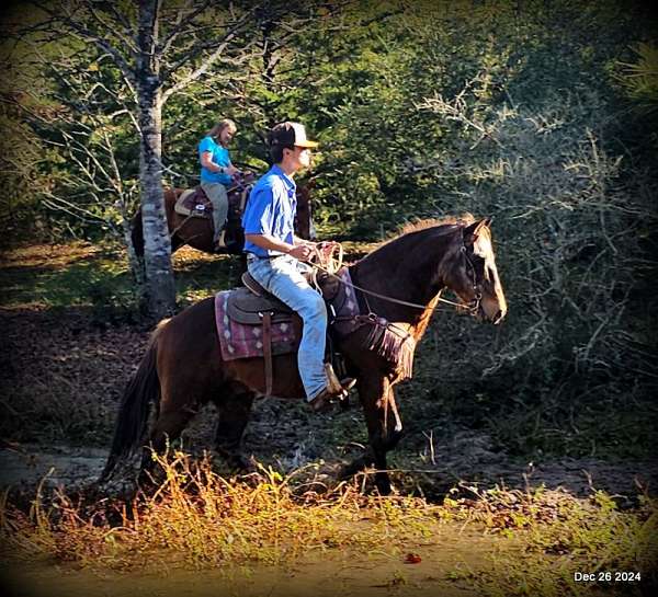 family-quarter-horse