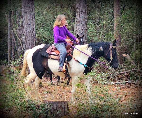 family-tennessee-walking-horse