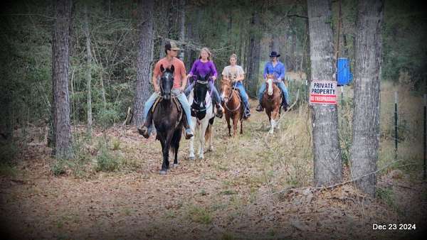 family-paso-fino-horse