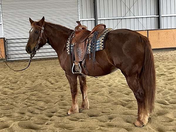 chestnut-gypsy-vanner-mare