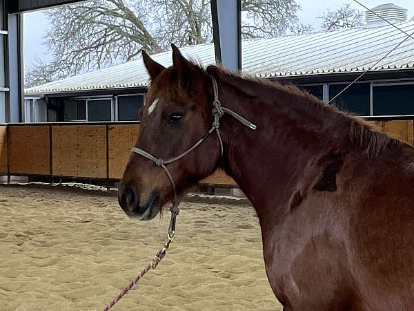 chestnut-mare-for-sale