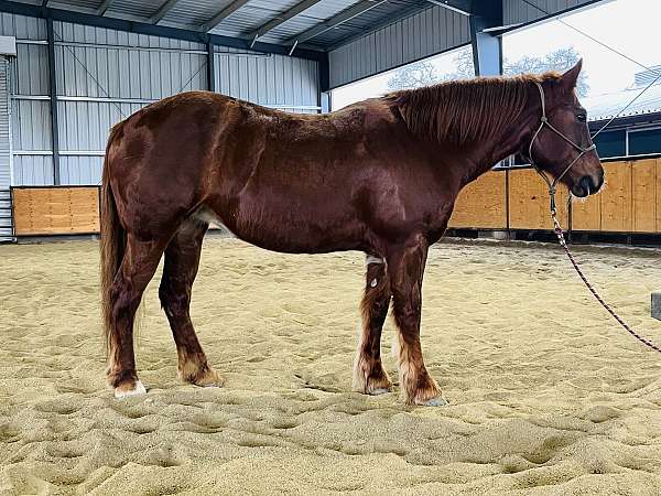 15-hand-gypsy-vanner-mare