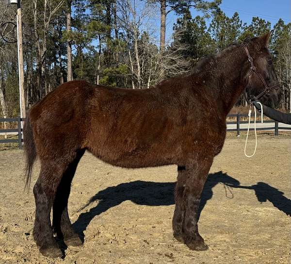 black-percheron-mare