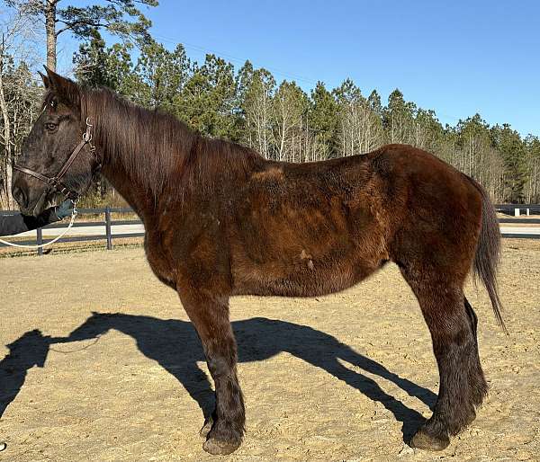 christmas-percheron-horse