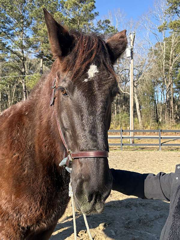 little-percheron-horse