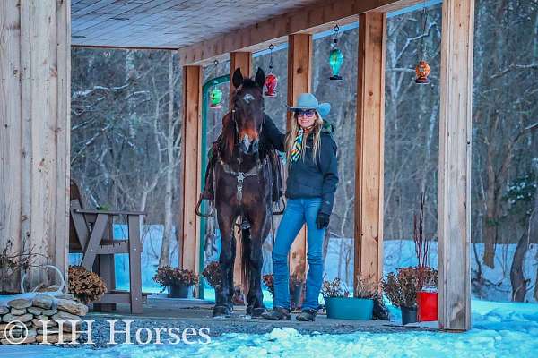 all-around-kentucky-mountain-horse