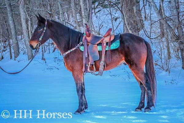 athletic-kentucky-mountain-horse