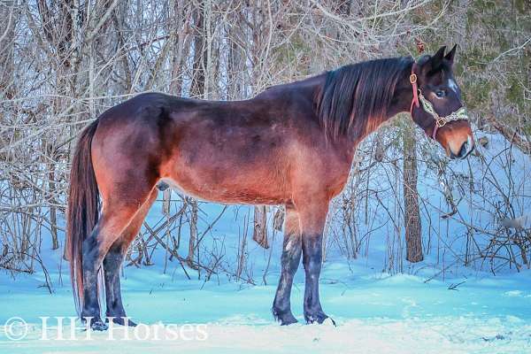 beginner-kentucky-mountain-horse