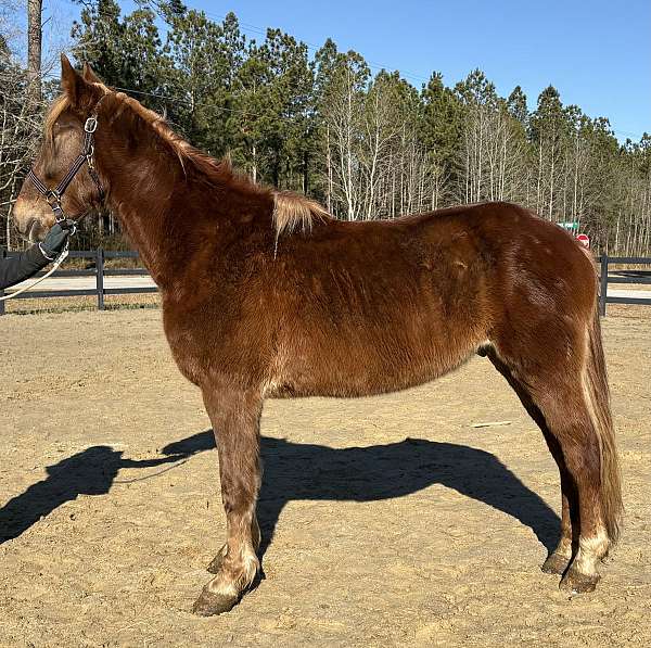 morgan-mare-draft-horse