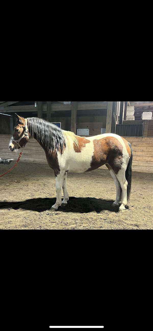 pinto-crossbred-pony-for-sale