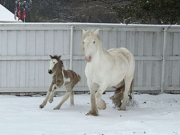 buckskin-tobiano-blue-eyed-homozygous-horse