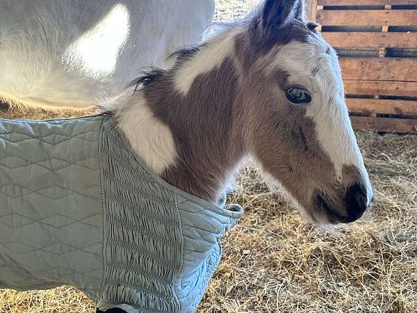 blue-eyed-buckskin-gypsy-vanner-horse