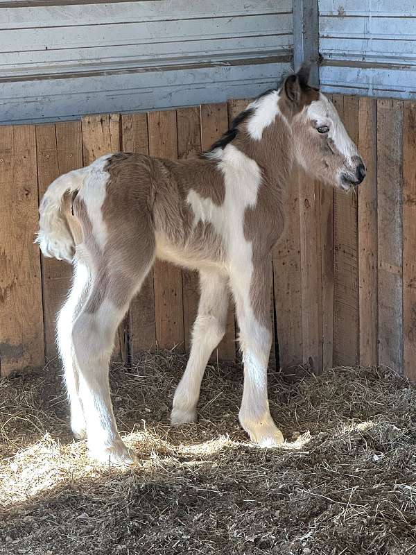 blues-gypsy-vanner-horse