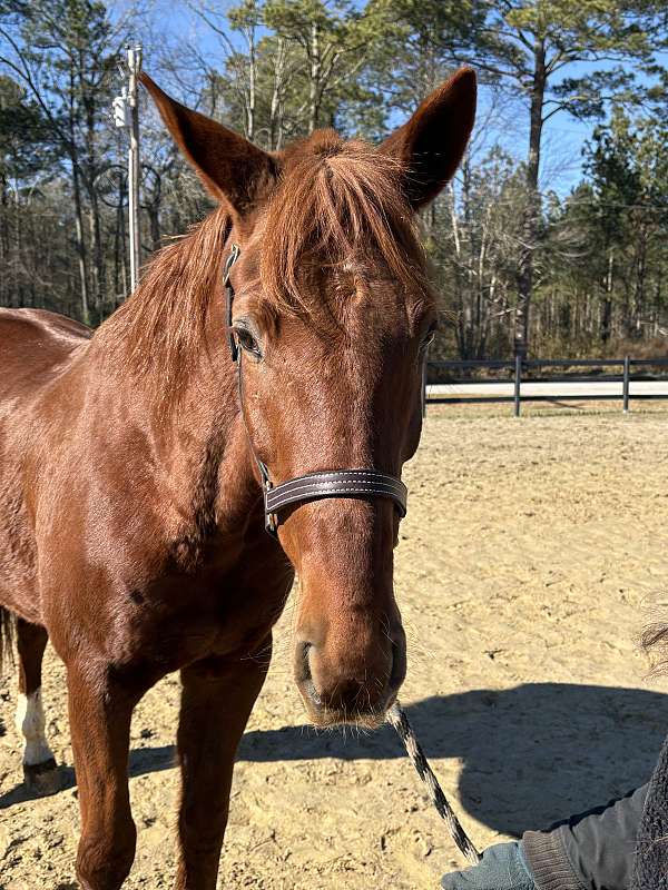 broke-to-ride-quarter-horse