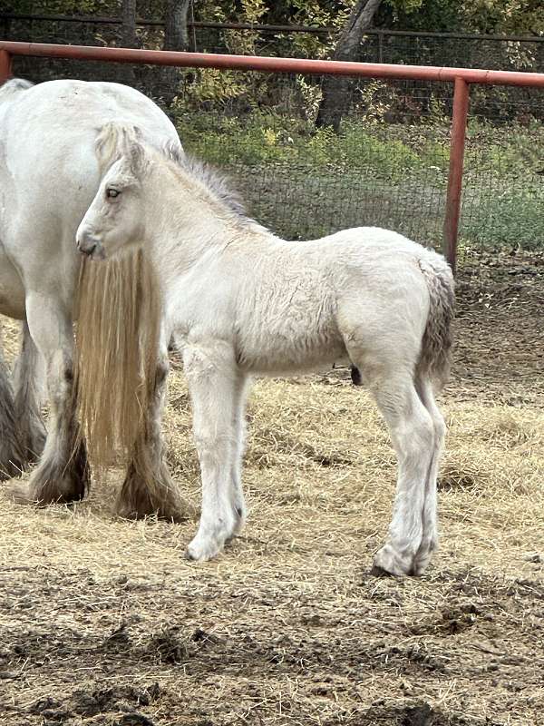 gypsy-vanner-colt